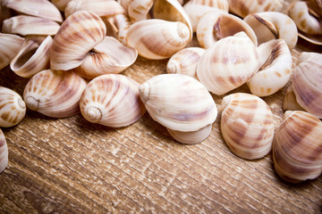 Decorative snail shells on wooden table texture.