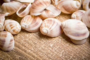 Decorative snail shells on wooden table texture.