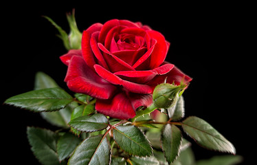 Fototapeta premium die Schönheit der roten Rosen