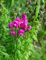 Fototapeta premium Pink Snapdragon flowering plant