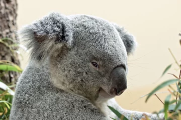 Zelfklevend Fotobehang Koala koala