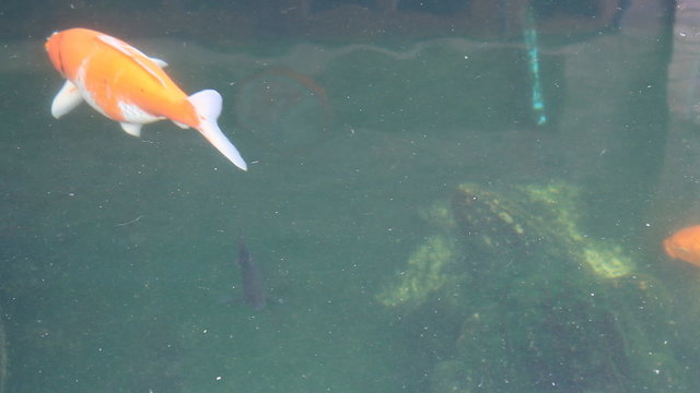 Koi Fish in pond