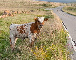 Wild Longhorn Calf waiting to cross road during spring 