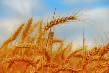 Wheat field against a blue sky