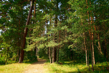 footpath through a green forest with old trees