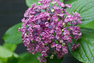 Obraz premium 紫陽花