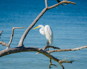 Great White Egret on a Branch at the Beach