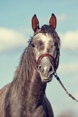 Obraz premium Portrait of a sports thoroughbred horse.