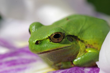 アマガエルと花菖蒲