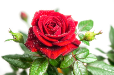 rote Rose 1