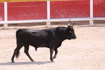Stier