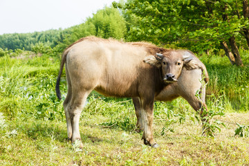 water buffalo in the country farm