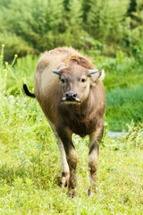 water buffalo in the country farm