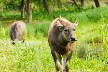 water buffalo in the country farm