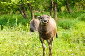 Obraz na płótnie Canvas water buffalo in the country farm