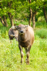 Naklejka na ściany i meble water buffalo in the country farm