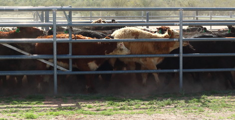 Cow in Pen &ndash; Cows herded in to holding pen