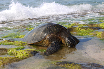 Green sea turtle eating seaweed on the shore, Laniakea Beach, Oahu, Hawaii 