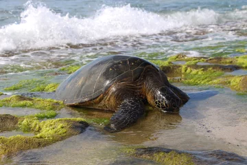 Sheer curtains Tortoise Green sea turtle eating seaweed on the shore, Laniakea Beach, Oahu, Hawaii 