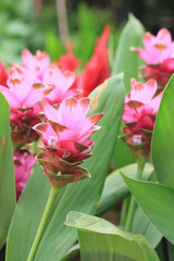 Siam tulip flower in garden