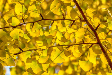 Golden ginkgo under the sunshine