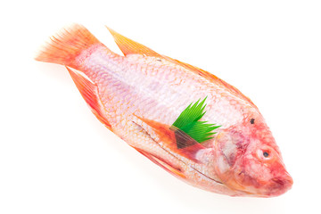 Raw fresh fish