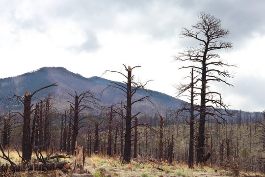 Remains of Burned trees from drought/Fire