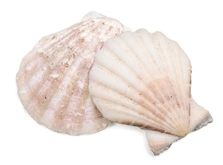 Shell, sea, collection.