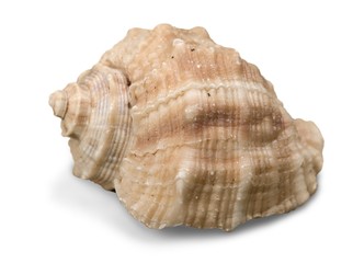 Seashell, white, aquarium.