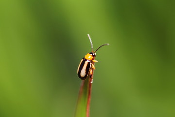 Small insect live in garden