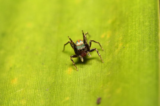Jumping spider in garden Thailand
