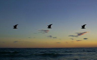 Fototapeta na wymiar Birds flying over water at sunset