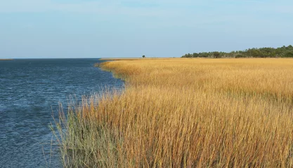 Abwaschbare Fototapete Ocean with yellow marsh and sea grass © dcorneli