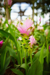 Photo of Curcuma alismatifolia blossom in Thailand