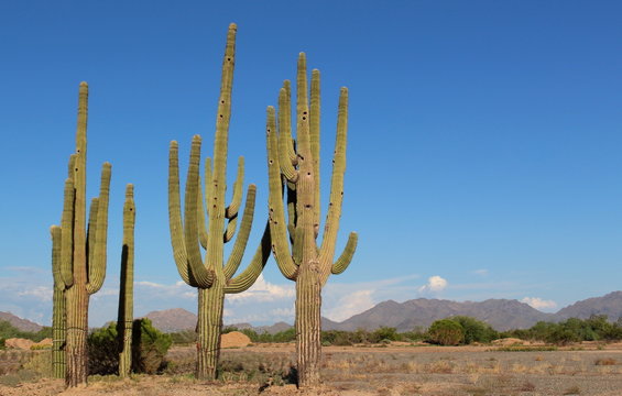 Saguaro cactus in the desert with  mountains 