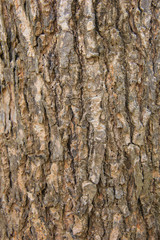 Obraz premium Tree bark texture background