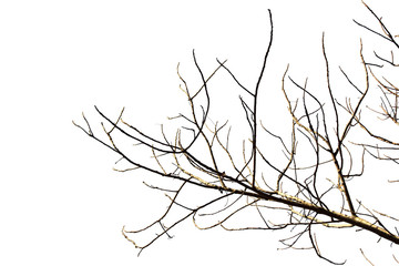 tree branches on white background