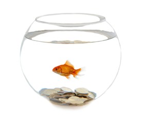 Fishbowl, Goldfish, Fish.