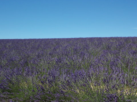 lavande