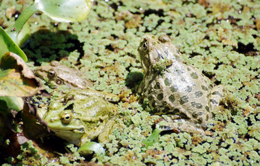 Big frogs in the marsh