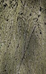 Tree bark close up