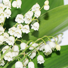 Lily of the Valley - Convallaria Majalis