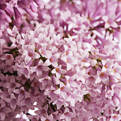 The flower pink lilac a background