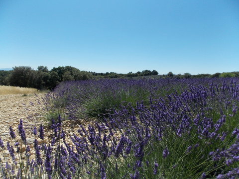 lavande