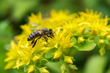 Bee on yellow flower