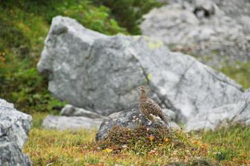 天然記念物　中部山岳国立公園　立山室堂の雷鳥