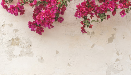Mauer im Shabby style mit Bougainvillea pink - 85494625