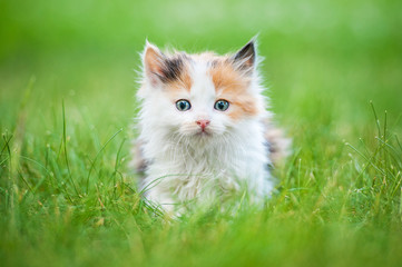 Little tricolor kitten sitting on the lawn