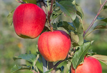 Apple garden