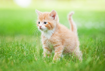 Naklejka na ściany i meble Little red kitten walking outdoors in summer